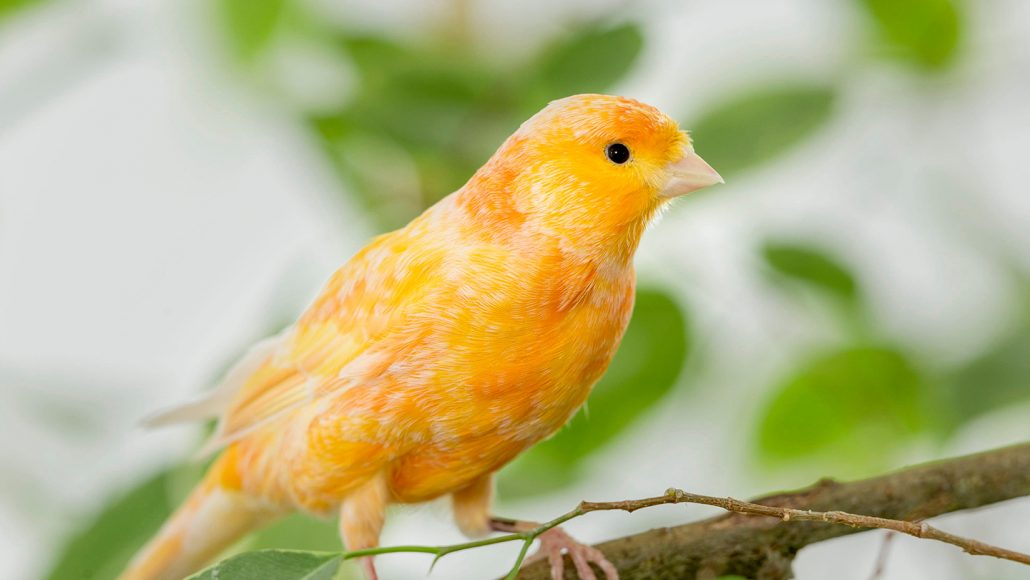 gele kanarievogel zittend op een tak