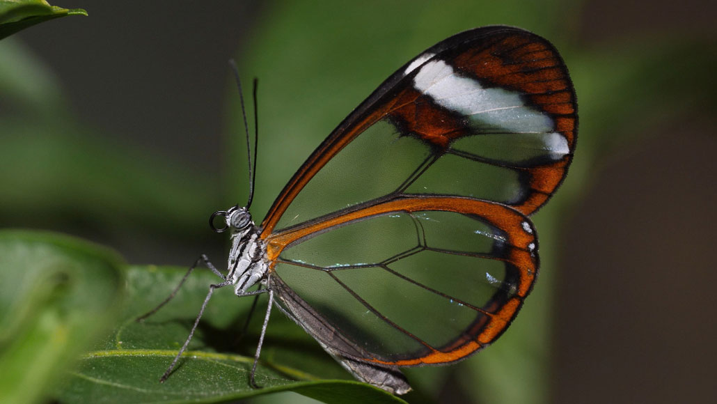 Glasswing vlinder