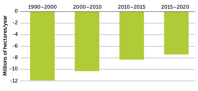 a graph showing that dustruction of natural forests continues, though at a slower and slower rate