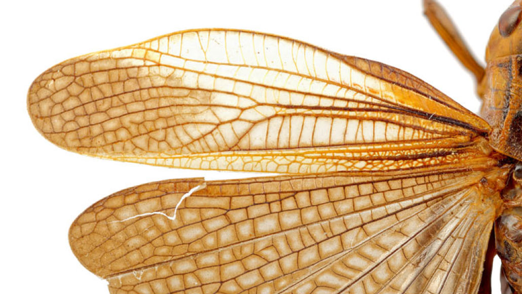 close-up van vleugels van grote gestreepte sprinkhaan