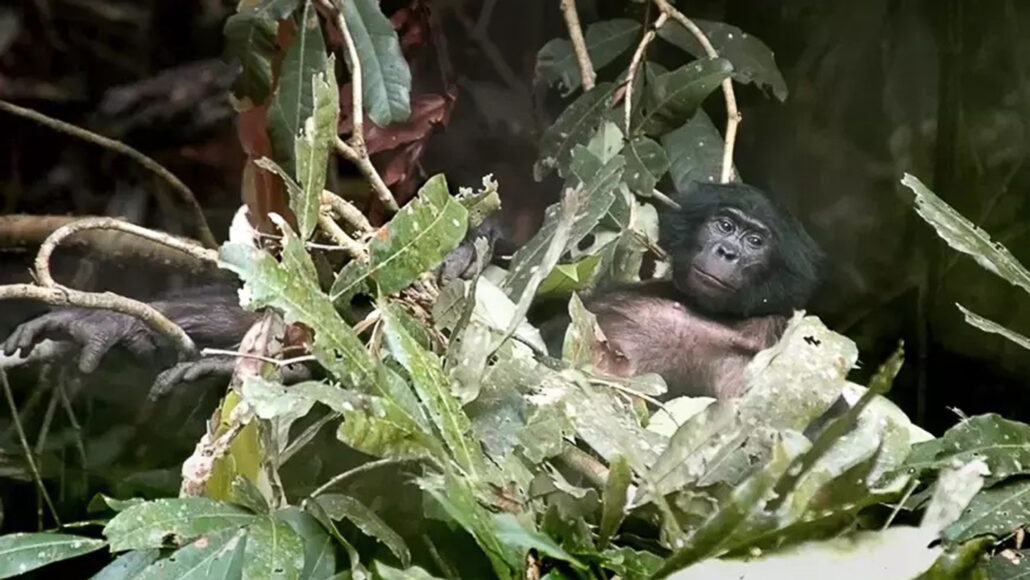 een bonobo leunt achterover in een nest gemaakt van takken bedekt met grote bladeren