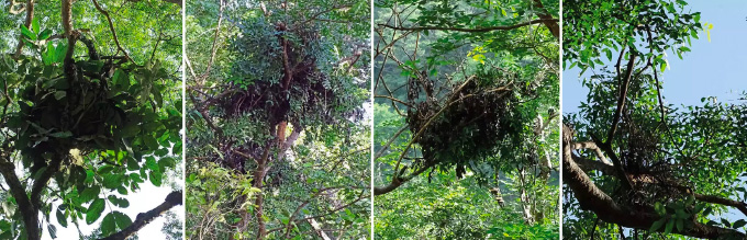 four images of nests up in trees