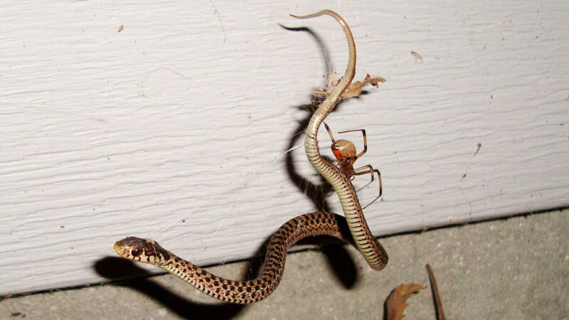 Snake Eating Spiders Are Surprisingly Common Science News