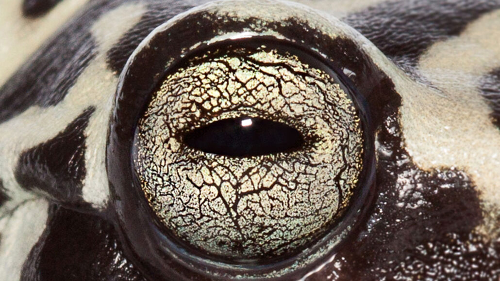 Hyloscirtus tigrinus kikker oog van dichtbij