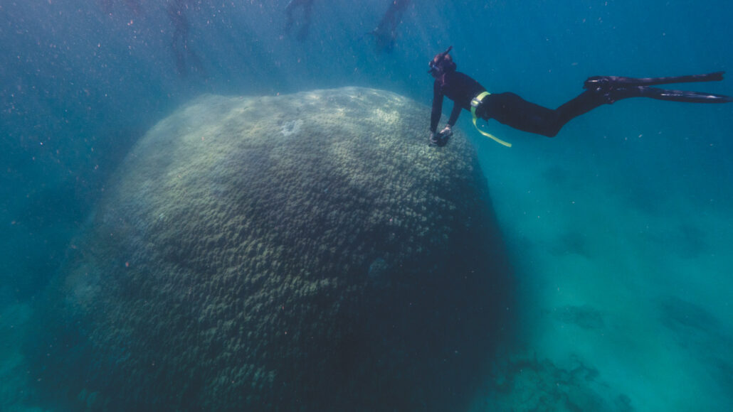 een wetenschapper in snorkeluitrusting zwemt over het grote Muga dhambi-koraal