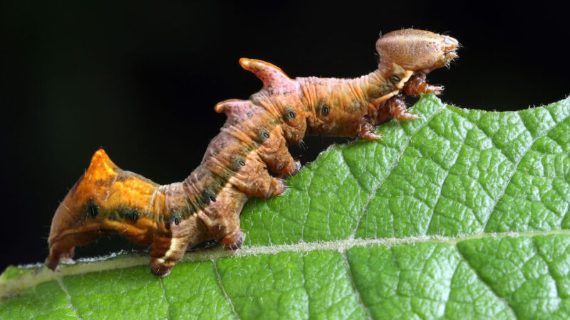 Monarch caterpillars head-butt each other to fight for scarce food