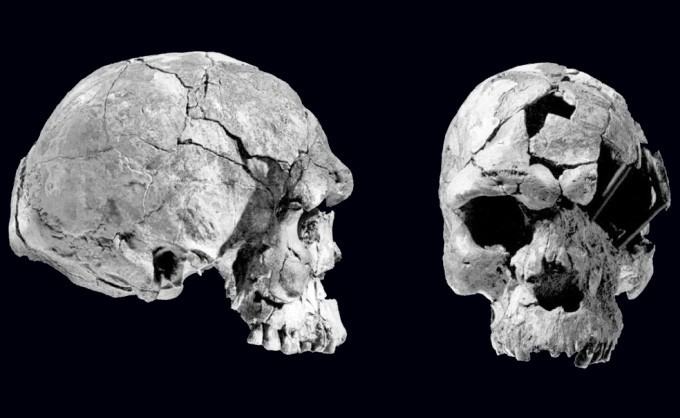 front and side view of skull discovered in Herto, Ethiopia