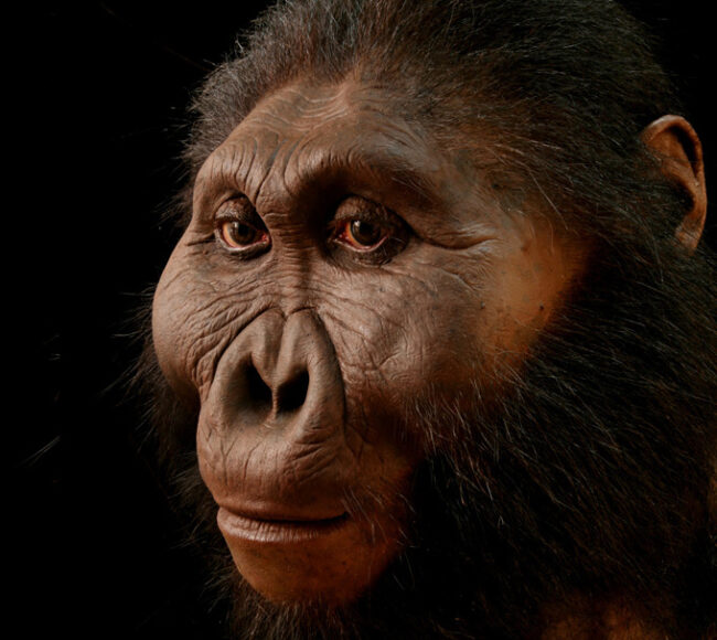 Fossils and ancient DNA paint a vibrant picture of human origins ...