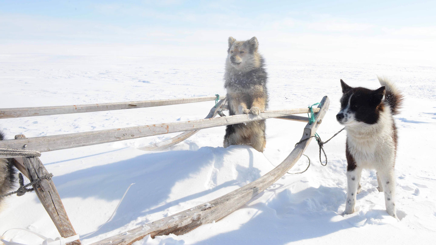 Dog DNA Reveals Ancient Trade Network Connecting The Arctic To The ...