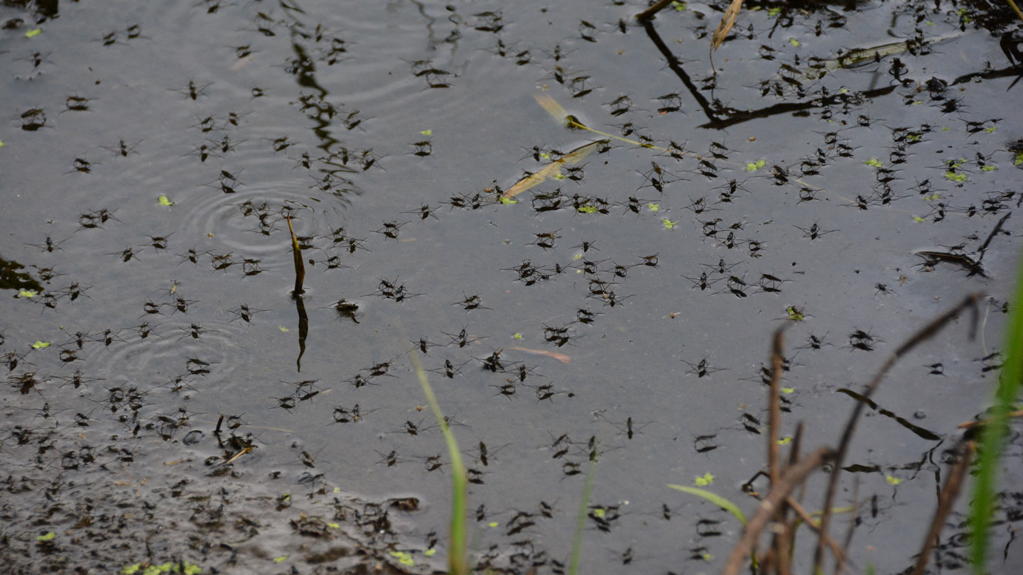 50 years in the past, scientists have been genetically modifying mosquitoes