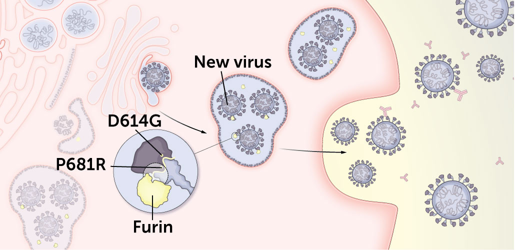 illustration of furin protein cutting the spike protein, which contains mutations P681R and D614G, of newly made viruses