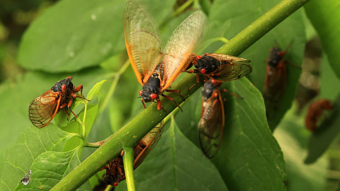 Cicadas' odd life cycle poses evolutionary conundrums