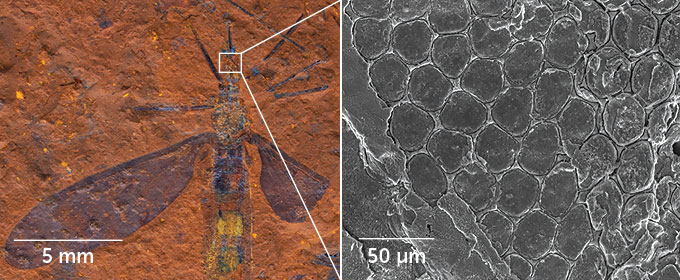 image of a fossilized crane fly next to a close-up of the fly's eye