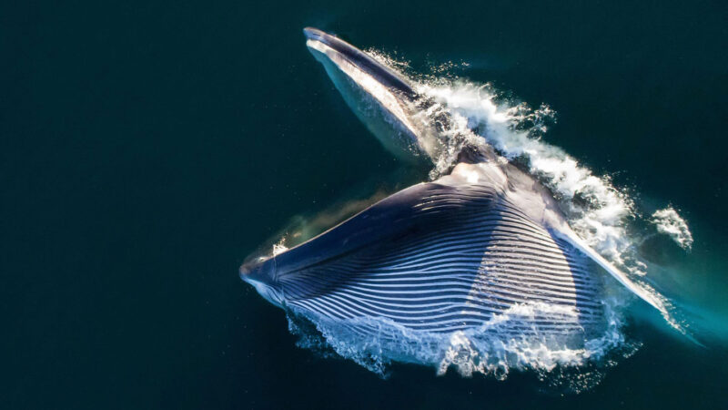 Barnacles Track Whale Migration