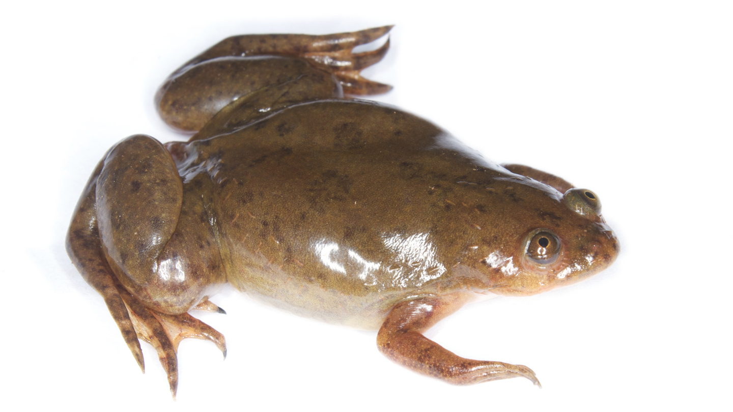 A brand new machine helps frogs regrow working legs after an amputation