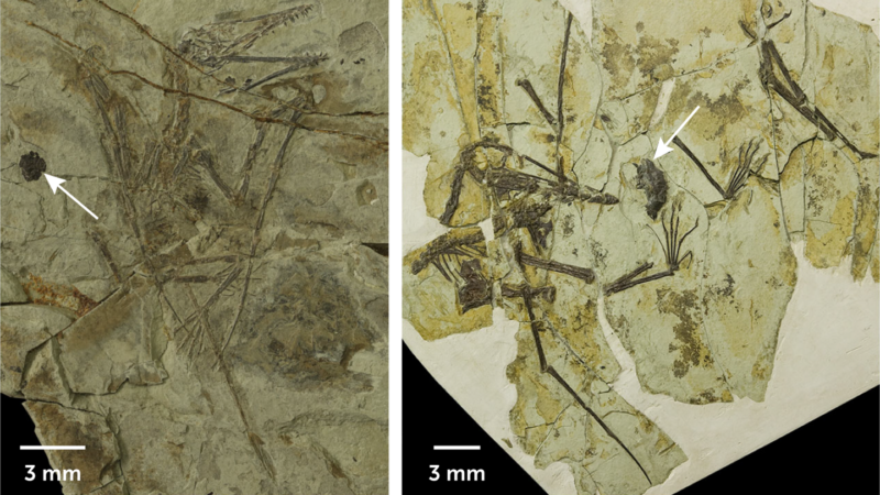 Fossils reveal that pterosaurs puked pellets