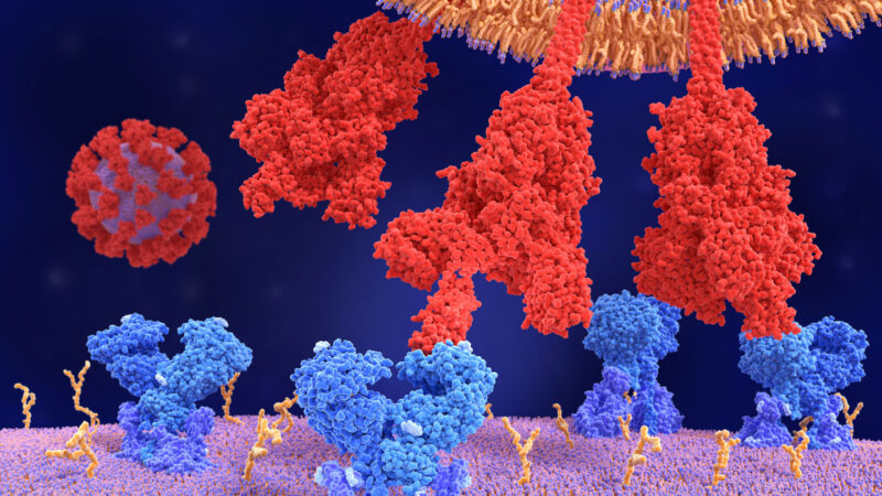 Why Omicron Is More Infectious Than Other Coronavirus Variants 