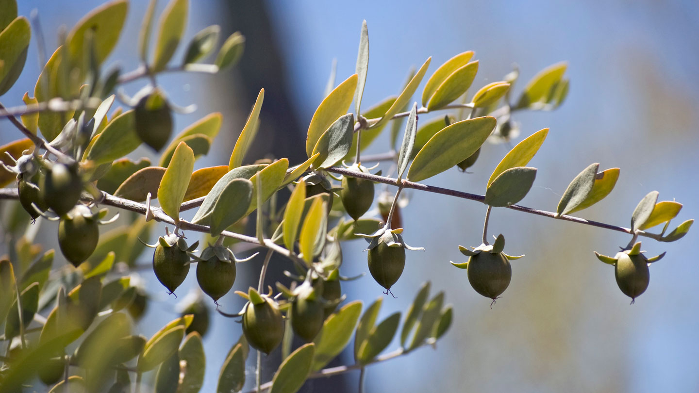 50 years in the past, scientists hoped a desert shrub might assist whales