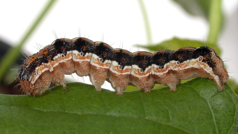 A virus called HearNPV turns caterpillars into doomed zombies | Science ...