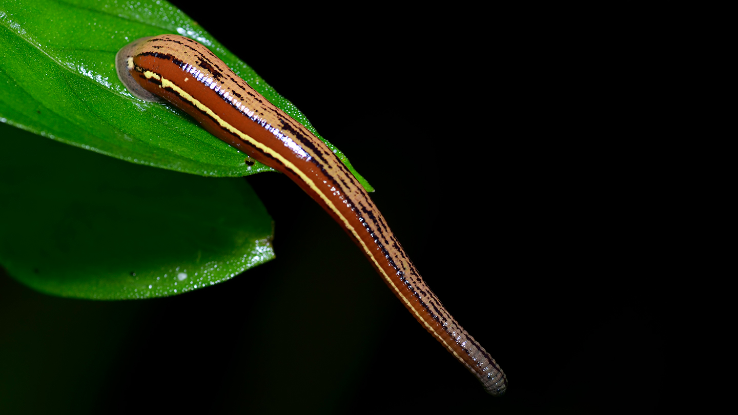 Leeches expose wildlife’s whereabouts and will help conservation efforts