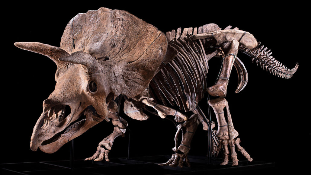 A hole in a Triceratops named Big John probably came from combat