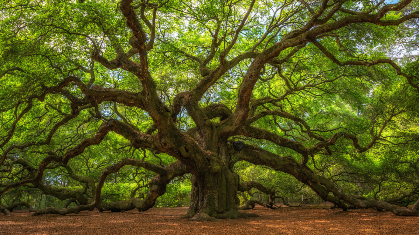 Leonardo da Vinci's rule for how trees branch was close, but wrong