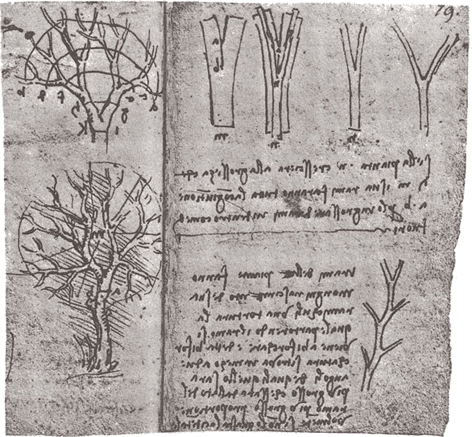 Leonardo da Vinci’s rule for how trees branch was close, but wrong ...