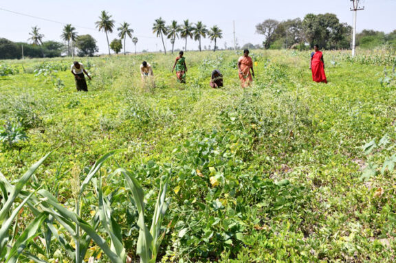 Farmers in India cut their carbon footprint with trees and solar power ...