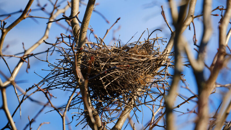 Experiments hint at why bird nests are so sturdy