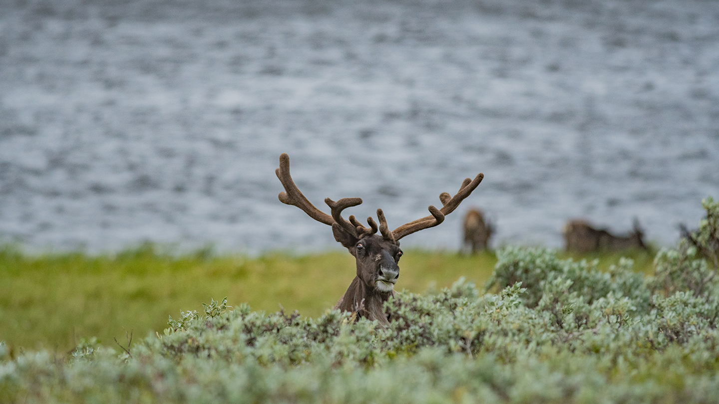 Caribou intestine parasites not directly create a greener tundra