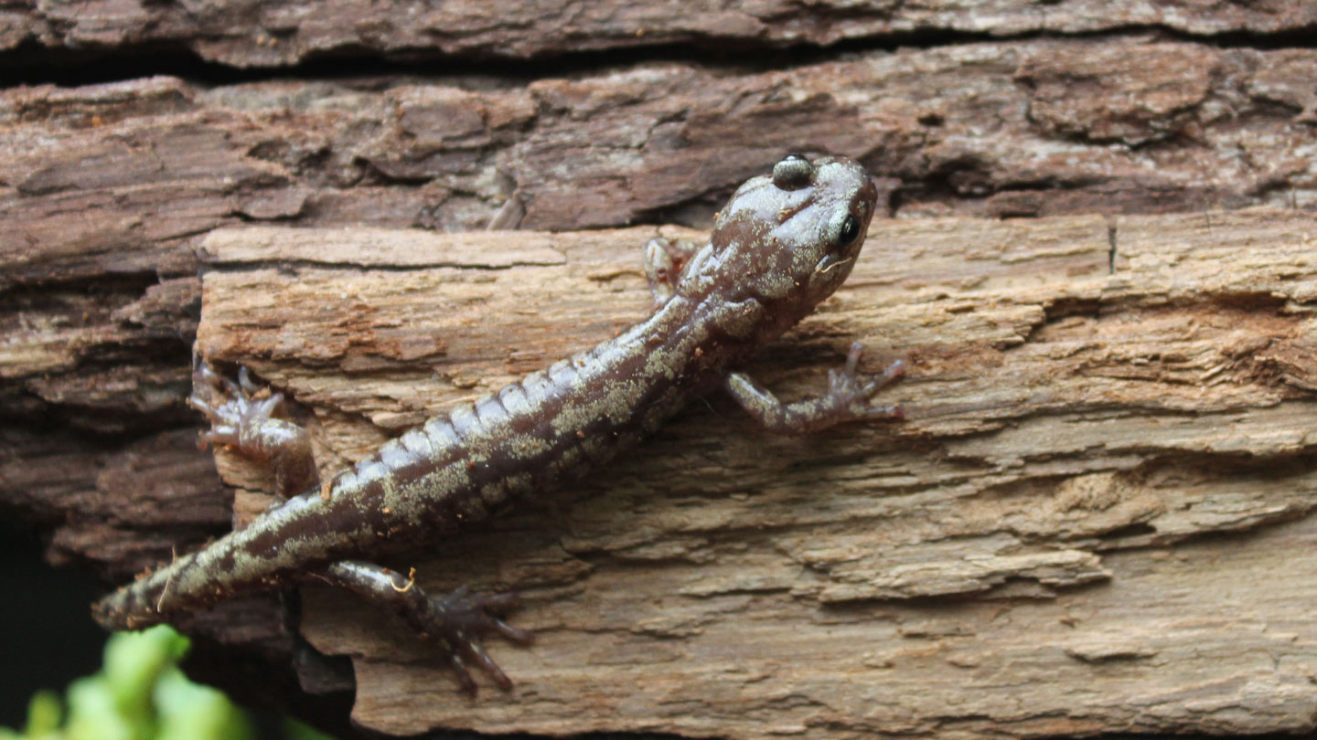 These salamanders glide like skydivers from the world’s tallest timber