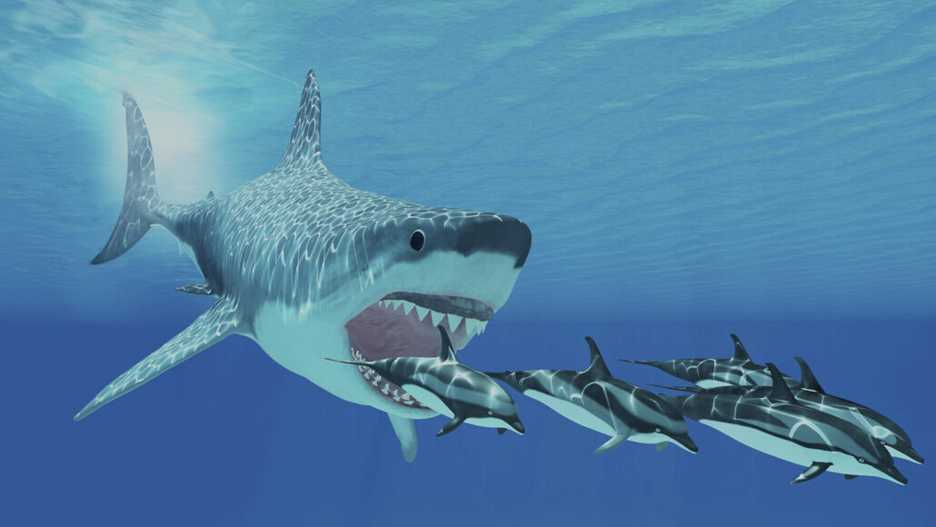 Great white sharks may have helped drive megalodons to extinction