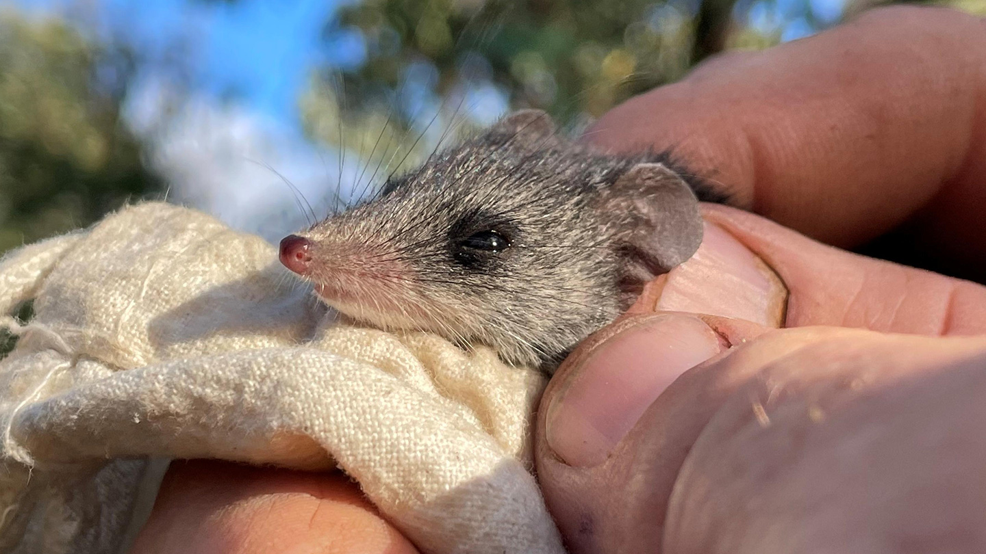 Kangaroo Island dunnarts face extinction from feral cats