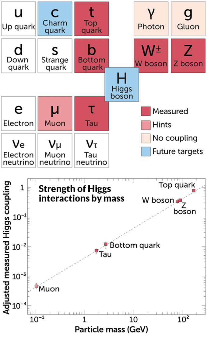 standard model diagram and graph of particle mass vs. Higgs coupling for various particles