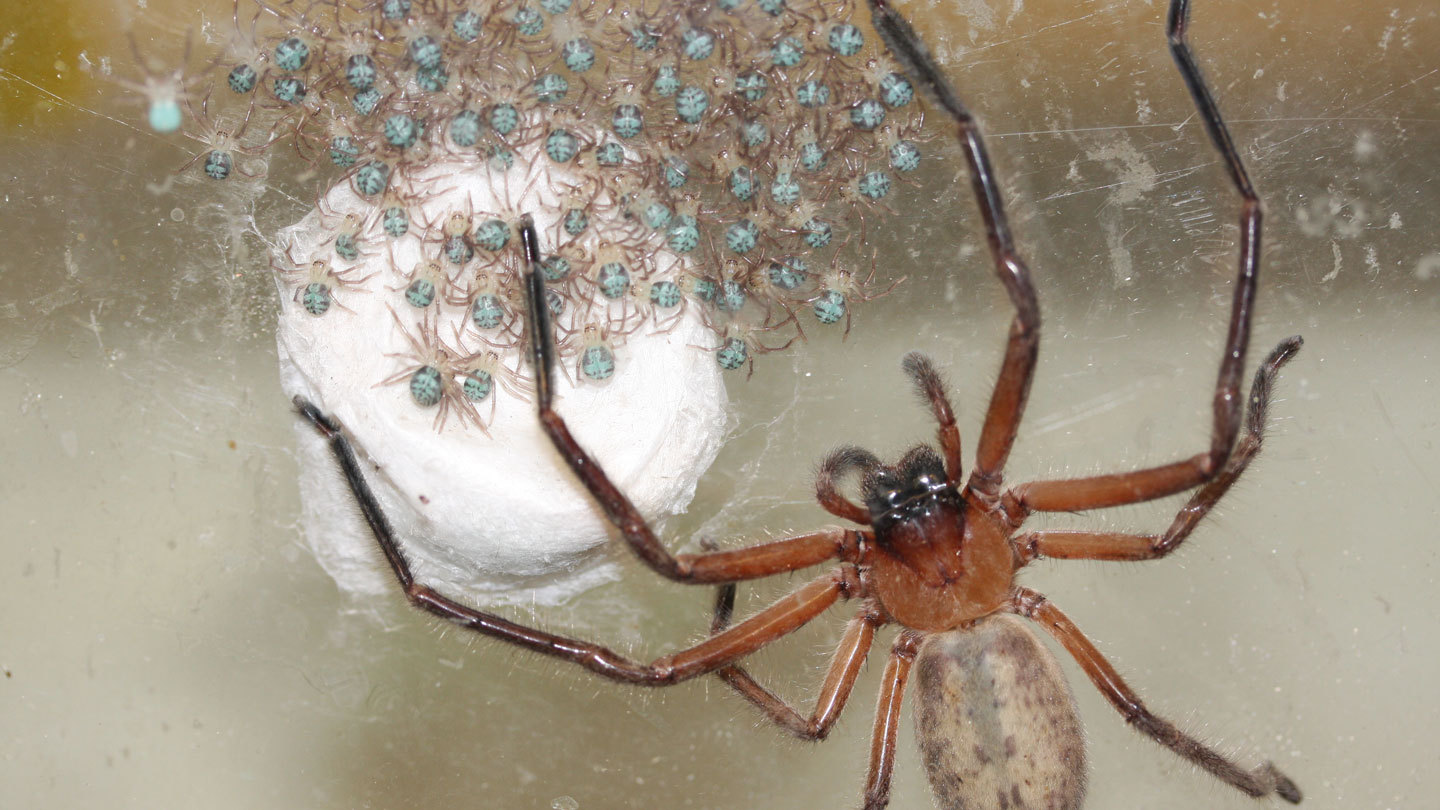 brown recluse with egg sac