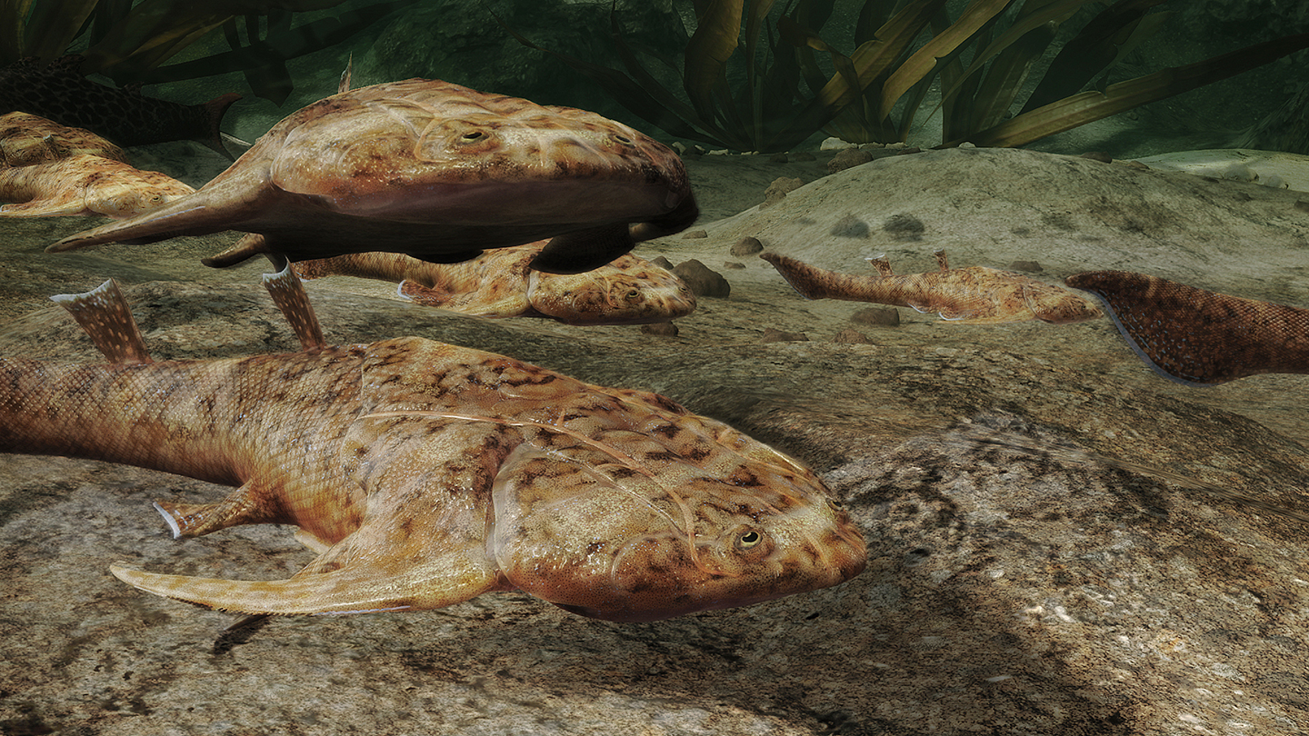 ancient fish fossils
