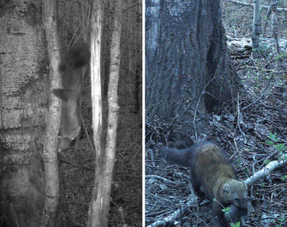 Tree-climbing carnivores called fishers are back in Washington’s forests