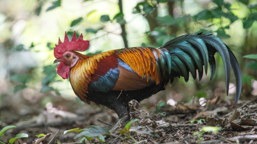 DNA is replacing the genetics of their ancestral jungle fowl