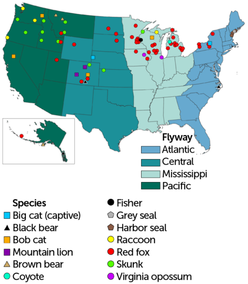 Bird Flu Can Jump To Mammals. Should We Worry?