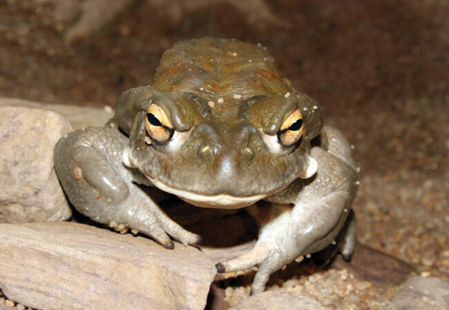 The Sonoran Desert toad can alter your mind — it’s not the only animal