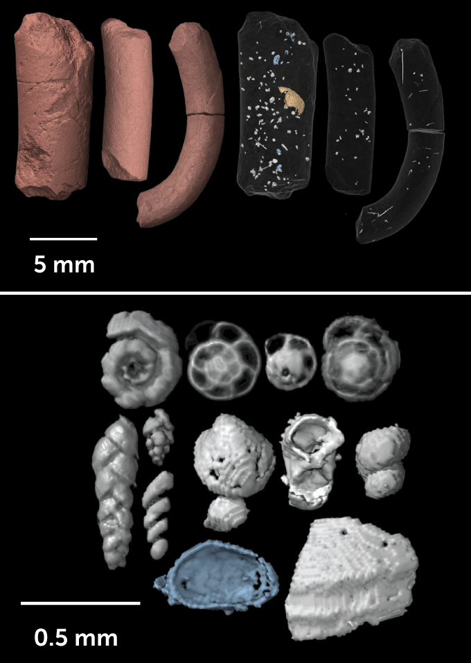 new-discoveries-are-bringing-the-world-of-pterosaurs-to-life