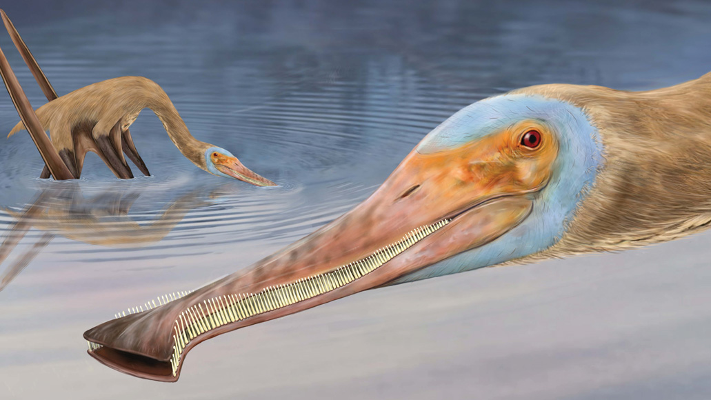 Fossil evidence suggests tiny pterosaurs the size of house cats