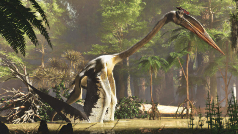 new-discoveries-are-bringing-the-world-of-pterosaurs-to-life