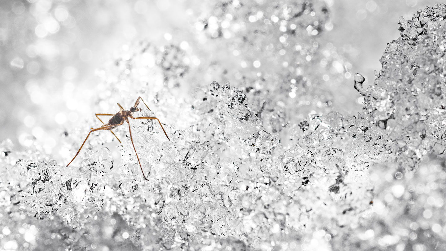 Snow flying. Хионея. Snow Flies amputate freezing Limbs to maintain sub-Zero Behavior.