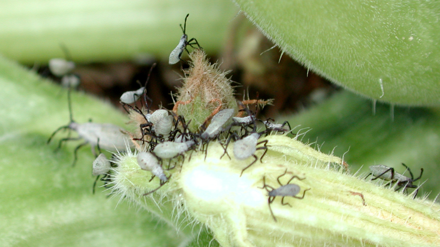 Essential Microbes Attract Young Squash Bugs to Adult Feces