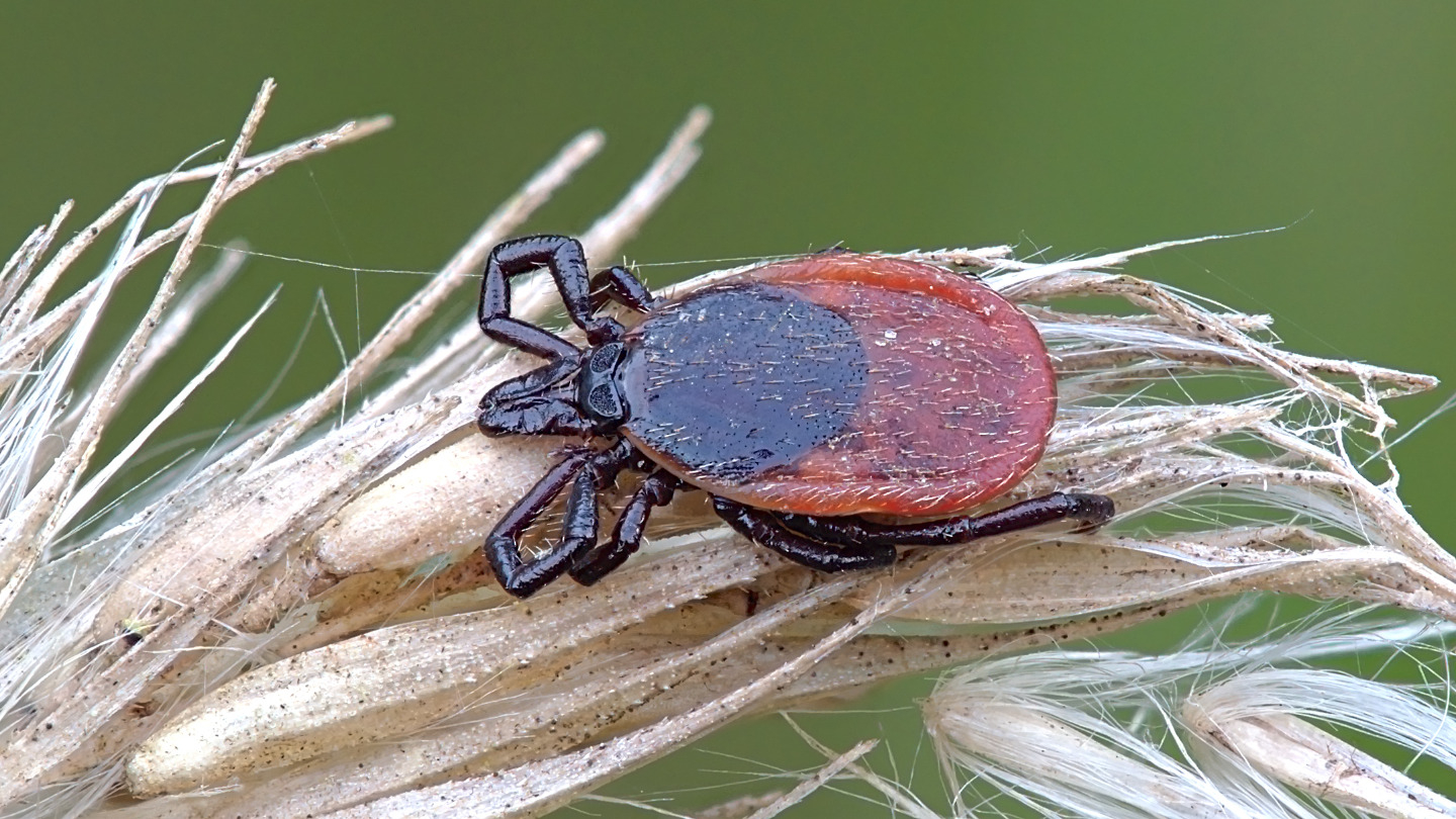 Ticks can be attracted to their hosts by static electricity