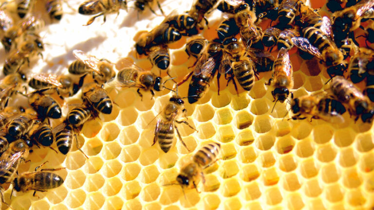 How Geometry Solves Architectural Problems For Bees And Wasps