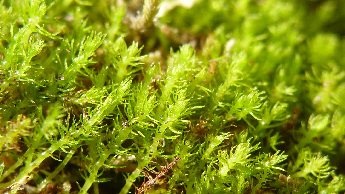 Could the world’s fastest-evolving moss fail to adapt to climate change?