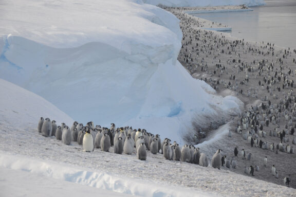 Emperor Penguins Lost Thousands Of Chicks To Melting Ice Last Year