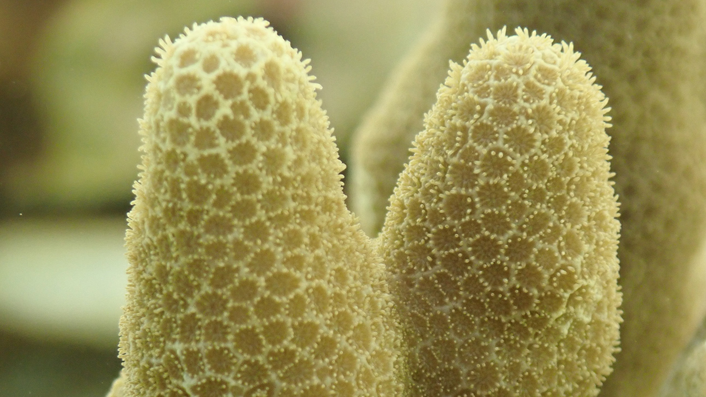 First-ever Successful Freezing and Revival of Adult Corals